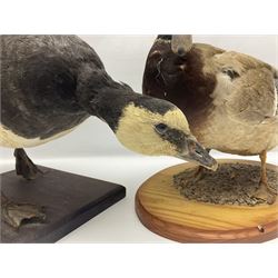 Taxidermy; Barnacle goose (Branta leucopsis), full adult mount, upon a rectangular base, together with Mallard (Anas platyrhynchos), full mount drake, upon an oval base, goose H28cm