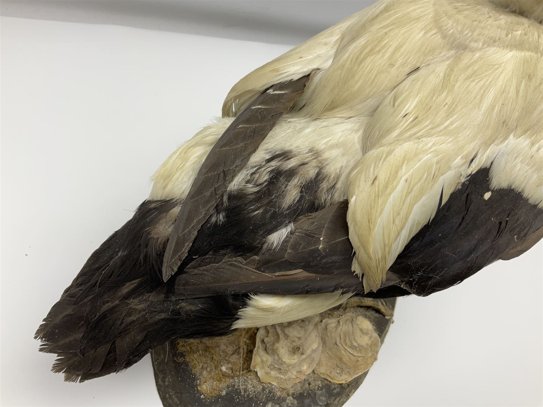 Taxidermy: Common Eider (Somateria Mollisima), full mount drake, upon an oval base, decorated with oyster shells, H42cm