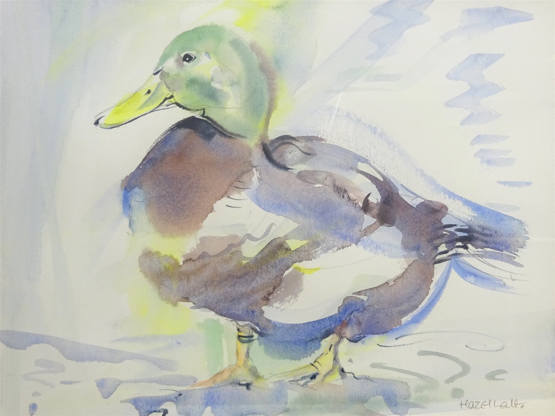 Hazel Lale (British Contemporary): Study of a Mallard, watercolour signed