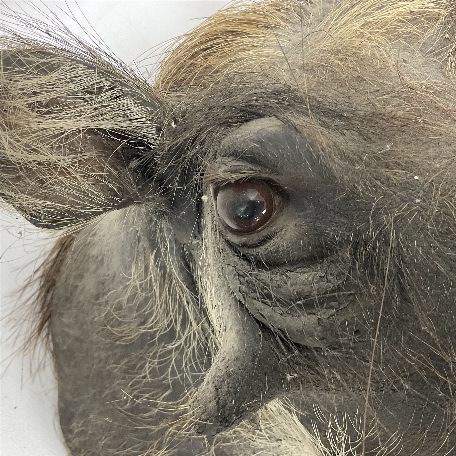 Taxidermy: A Common Warthog (Phacochoerus africanus), a large adult head mount looking straight ahead, D50cm