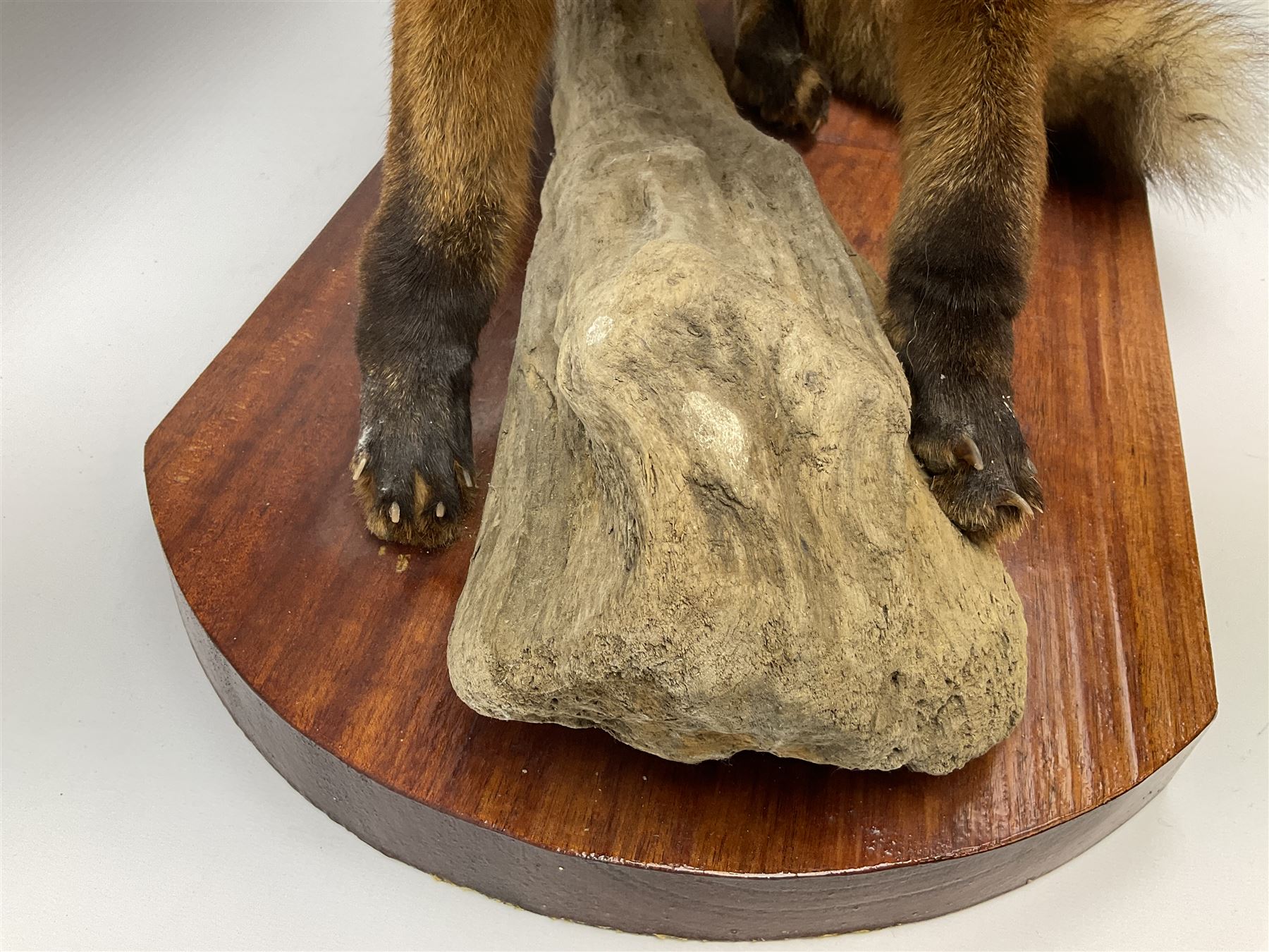 Taxidermy:  Red Fox (Vulpes vulpes), full adult mount stood upon a dry tree root and mounted on a wooden plinth, H50cm