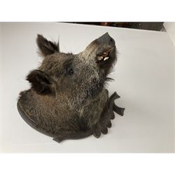 Taxidermy: European Wild Boar (Sus scrofa), adult male shoulder mount looking straight ahead upon an oak carved shield, approximately H67cm