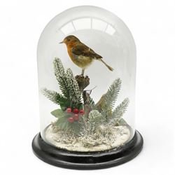 Taxidermy: European Robin (Erithacus Rub