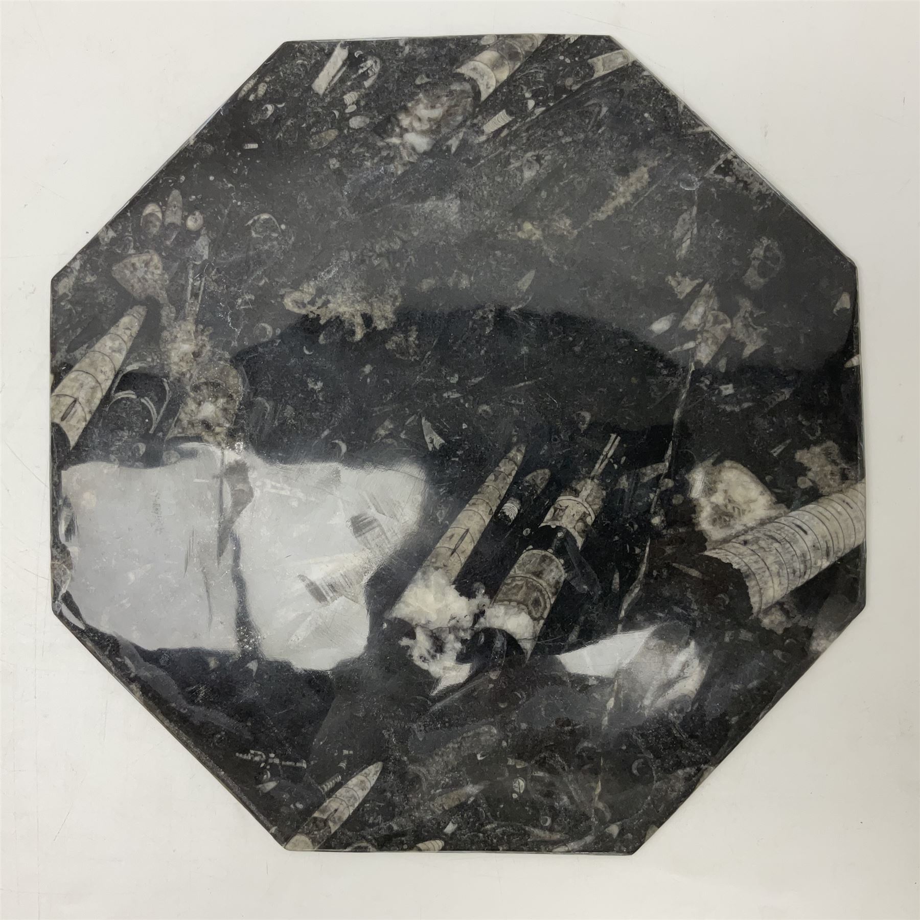 Four octagonal plates, each with Orthoceras and Goniatite inclusions, age: Devonian period, location: Morocco, D30cm