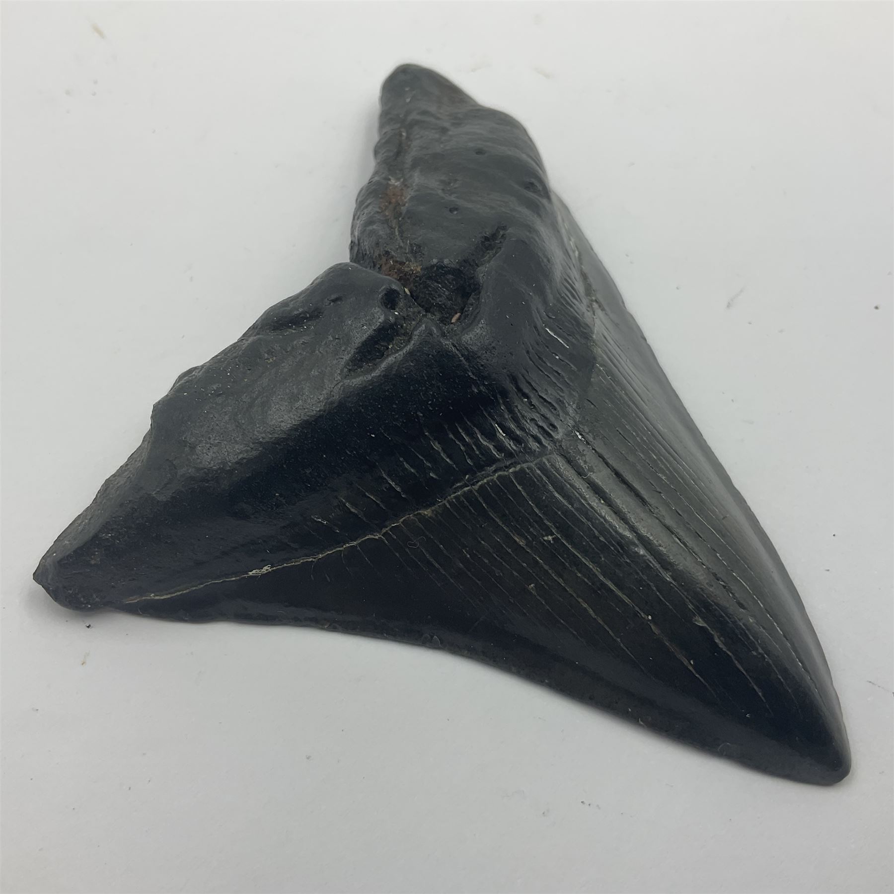 Black Megalodon (Otodus Megalodon) tooth fossil, age; Miocene period, H7cm, W9cm