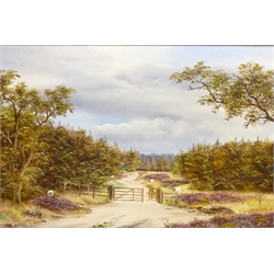  'Foresty Track', 20th century oil on canvas signed by Brian Richardson, titled verso 39cm x 60cm   
