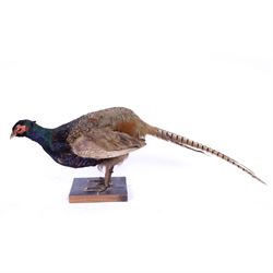 Taxidermy - Ring necked Pheasant (Phasianus Colchicus), full adult male mount, H26cm 