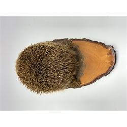 Taxidermy: 20th century Common Garden Hedgehog (Erinaceinae), full mount on open display upon tree trunk section, base L40cm