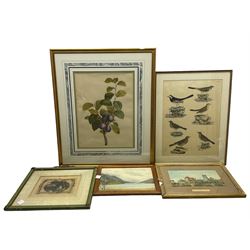 5 pictures including two 19th century watercolours max 51cm x 39cm (5)