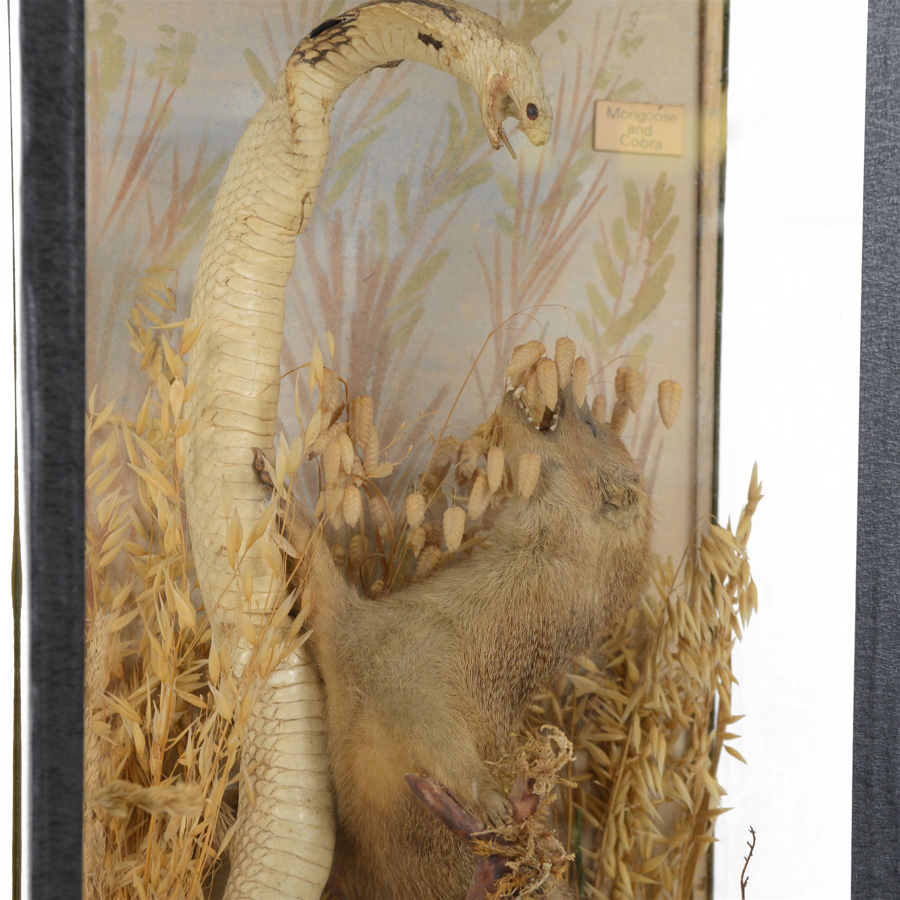 Taxidermy; Cased Mongoose (Herpestidae) fighting an Indian cobras (Naja naja), the cobras entwined around an adult mongoose, in a naturalistic setting of grasses, with a painted backdrop, enclosed within a three pane glass display case, H62cm