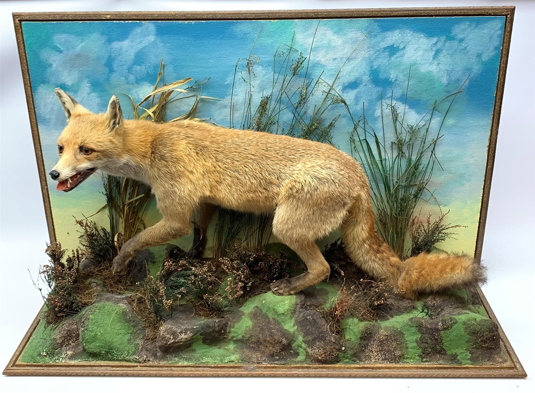 Taxidermy: red fox (Vulpes vulpes), full mount on open display in naturalistic setting upon rocky modelled base detailed with long grasses and heather, set against a sky painted backdrop, with label to ground for Graham Teasdale Taxidermist & Naturalist, H62cm L95cm D29cm 