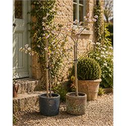Pair of mature ornamental cherry trees, planted in lead-effect planters stamped ER
