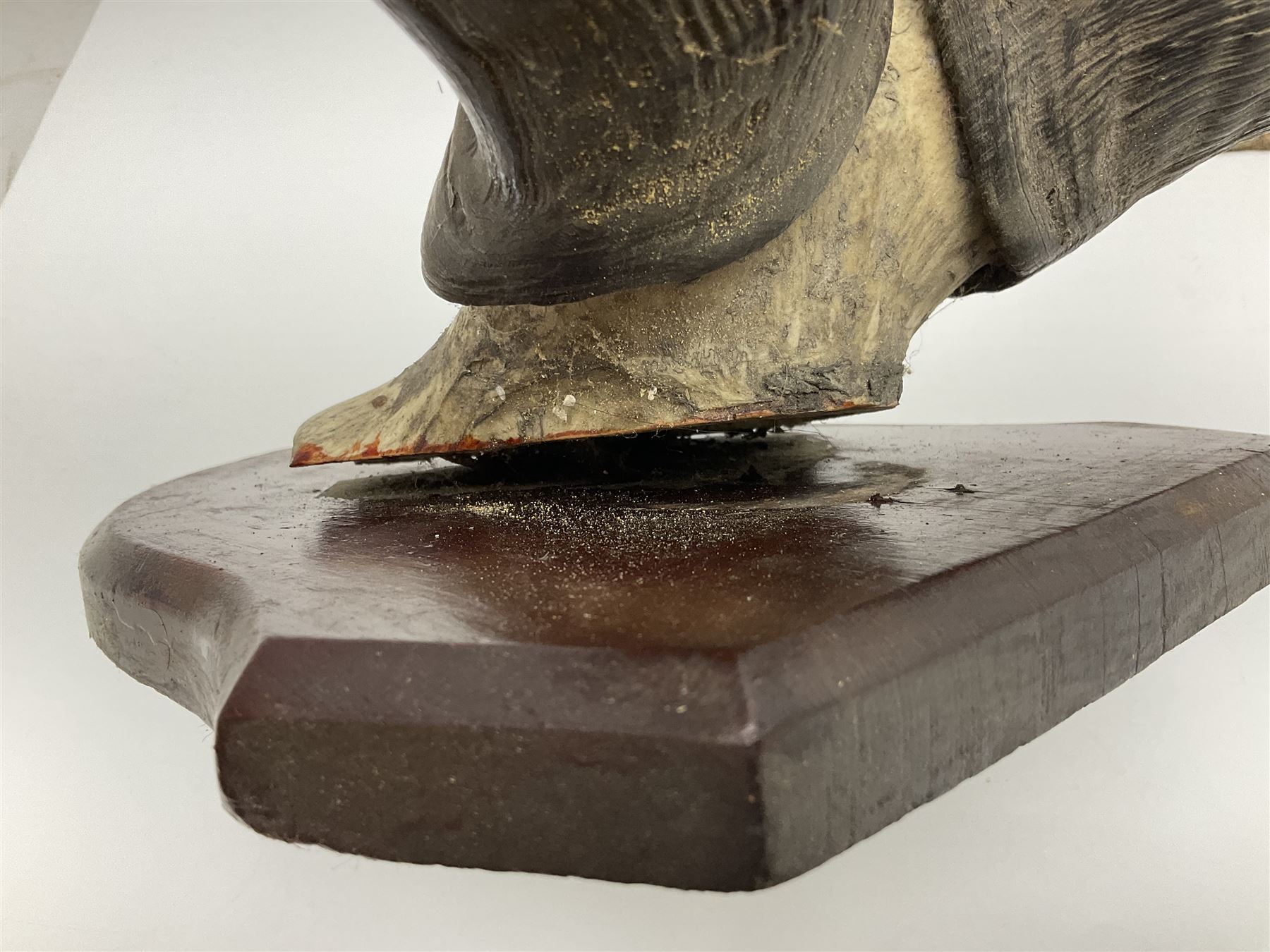 Taxidermy; Ring-necked Pheasant (Phasianus colchicus), adult female mount on open display, together with Pair of Hartebeest (Alcelaphus buselaphus) horns with upper skull, mounter upon a wooden shield, pheasant H40cm 