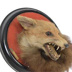 Rowland Ward (British Taxidermist 1848-1912); European Red Fox Mask (Vulpes vulpes), adult fox mask, mouth agape, with brush wrapped around a circular ebonised wall mount, with brass makers plaque 'R.Ward & Co naturalists 155 Piccadilly London - RTV