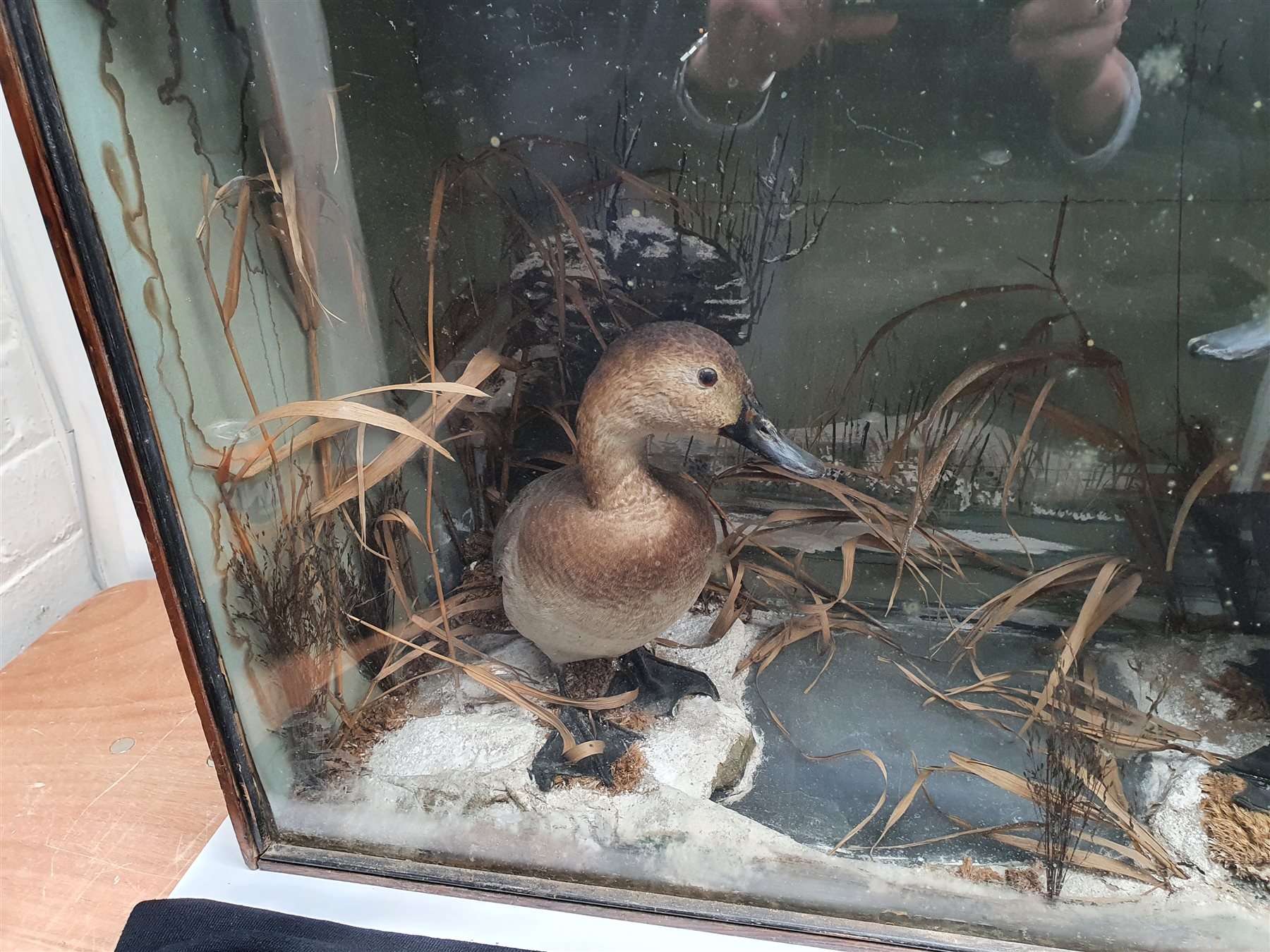Taxidermy: Victorian cased pair of Pochard (Aythya ferina), in naturalistic winter setting with snow covered ground work and simulated water, detailed with moss and grasses, set against a snowy painted landscape backdrop, encased within an ebonised trapezium shaped single pane display case, H50cm L77.5cm D26cm 