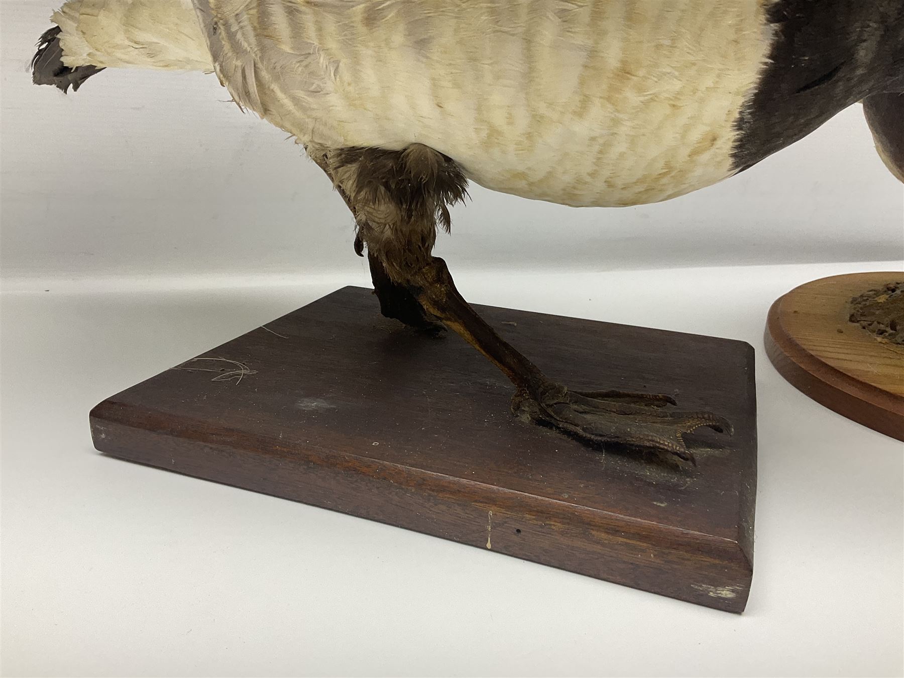 Taxidermy; Barnacle goose (Branta leucopsis), full adult mount, upon a rectangular base, together with Mallard (Anas platyrhynchos), full mount drake, upon an oval base, goose H28cm