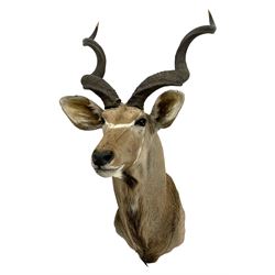 Taxidermy: Greater Kudu (Tragelaphus Strepsiceros), adult male shoulder mount, H170cm