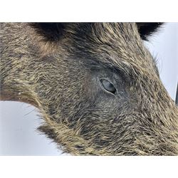 Taxidermy; European Wild Boar (Sus scrofa), adult shoulder mount looking straight ahead, with mouth agape, mounted upon a wooden shield, H70cm