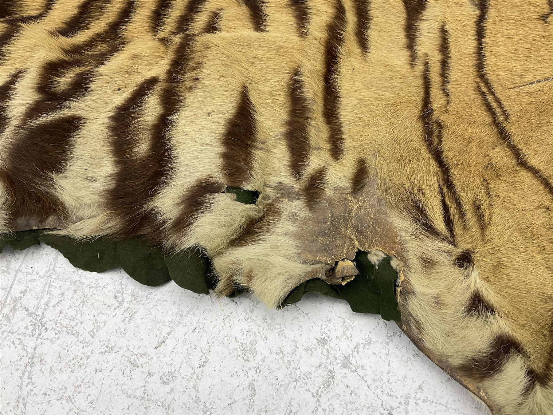 Skins/Hides: Victorian Tiger skin rug (tigris tigris), with green backing with scalloped edges,  L188cm  