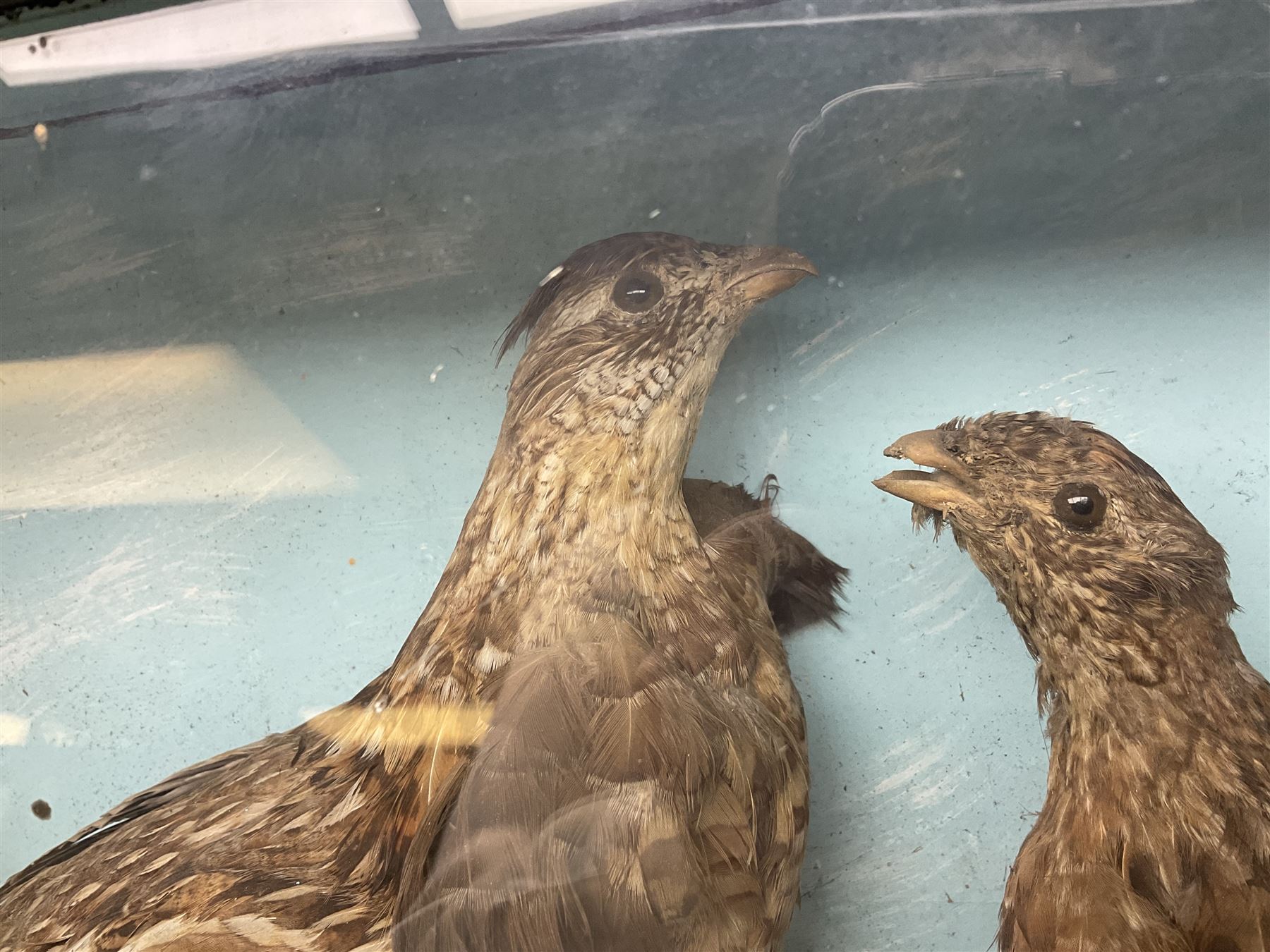 Taxidermy; Cased pair of Ruffed Grouse (Bonasa umbellus), male and female adult mounts, in a naturalistic setting, encased within a single pane display case, H39cm, L68cm