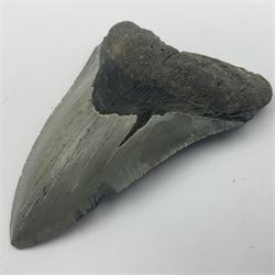 Megalodon (Otodus Megalodon) tooth fossil, age; Miocene period, H9cm, W7cm