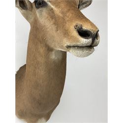 Taxidermy: Common impala (Aepyceros melampus) male, high quality shoulder mount looking straight ahead, H92.5cm.