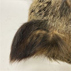 Taxidermy: European Wild Boar (Sus scrofa), adult male shoulder mount looking straight ahead