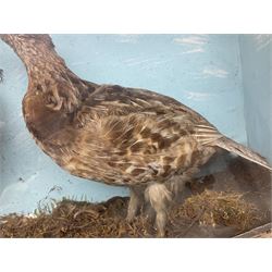 Taxidermy; Cased pair of Ruffed Grouse (Bonasa umbellus), male and female adult mounts, in a naturalistic setting, encased within a single pane display case, H39cm, L68cm
