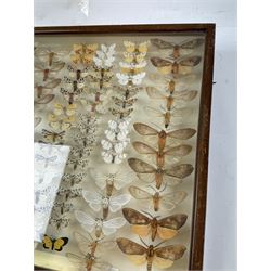 Entomology: Single glazed display of moths, circa 20th century, single glazed display containing one hundred and twenty two various specimens, mainly Arctidae (Tiger) moths, with attached data labels, all pinned upon foam backing and named labels, enclosed within a glazed entomology drawer,  H35cm, L45cm