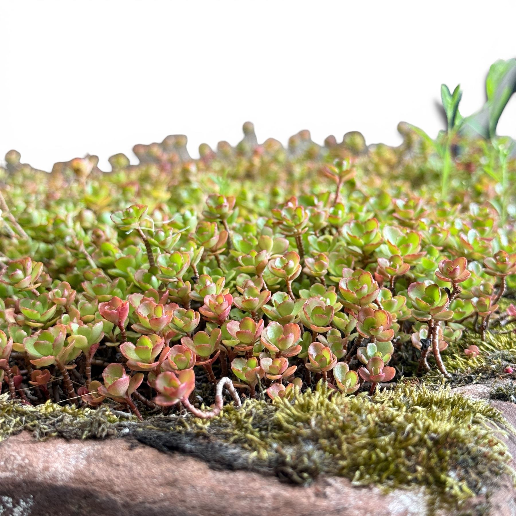 20th century rectangular sandstone trough planter, naturalistic rock form, planted with moss and succulents, weathered finish.