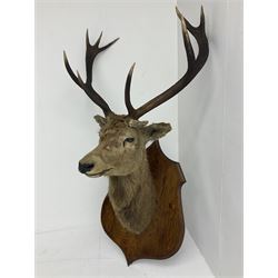Taxidermy: Scottish Red Deer (Cervus elaphus scoticus), adult Red deer stag neck mount looking straight ahead, ten point antlers, with an abnormal antler, mounted upon a wooden shield, H132cm D60cm