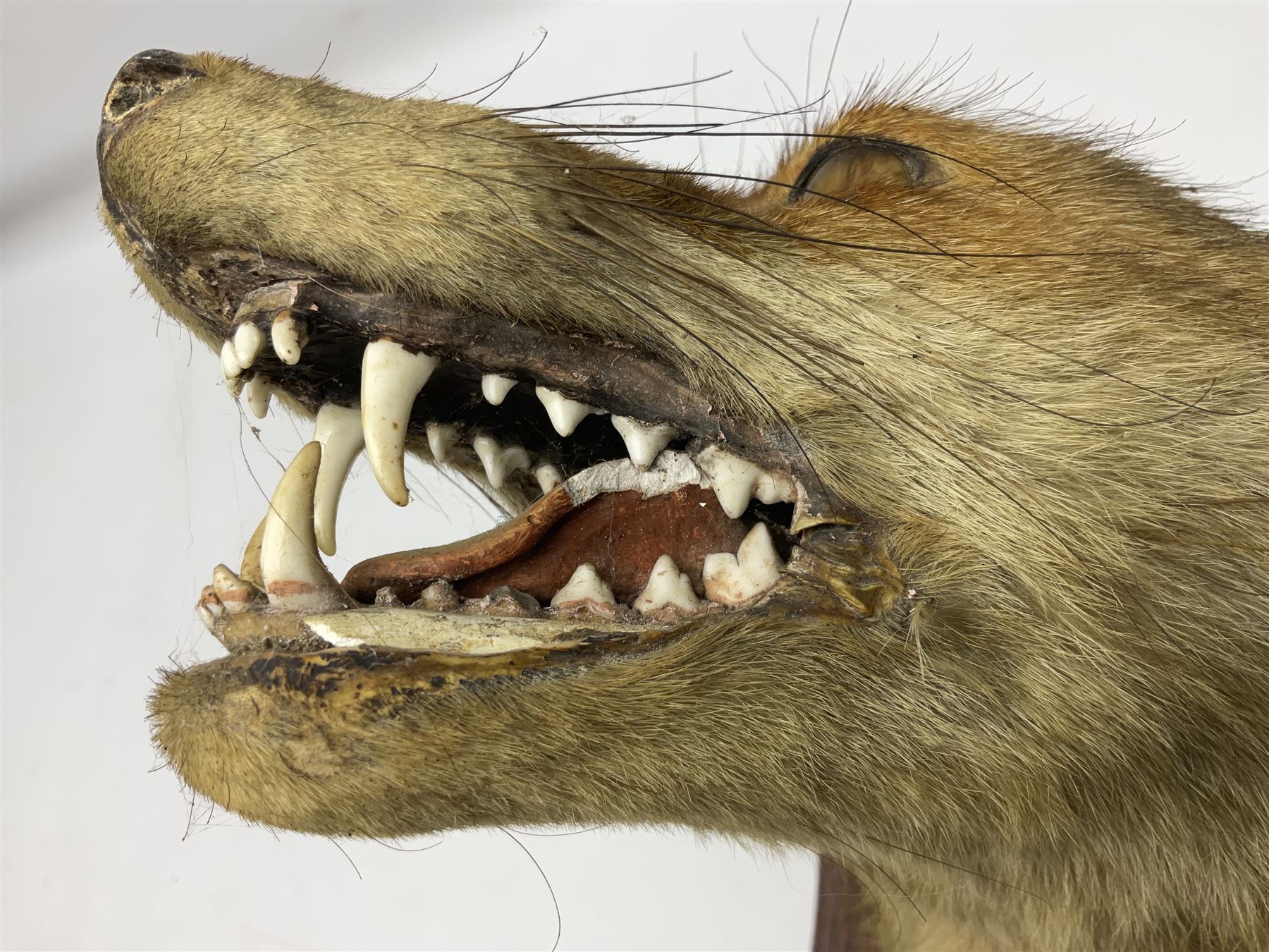 Taxidermy; Red fox mask (Vulpes vulpes), with mouth agape bearing teeth and ears back, mounted upon oak shield