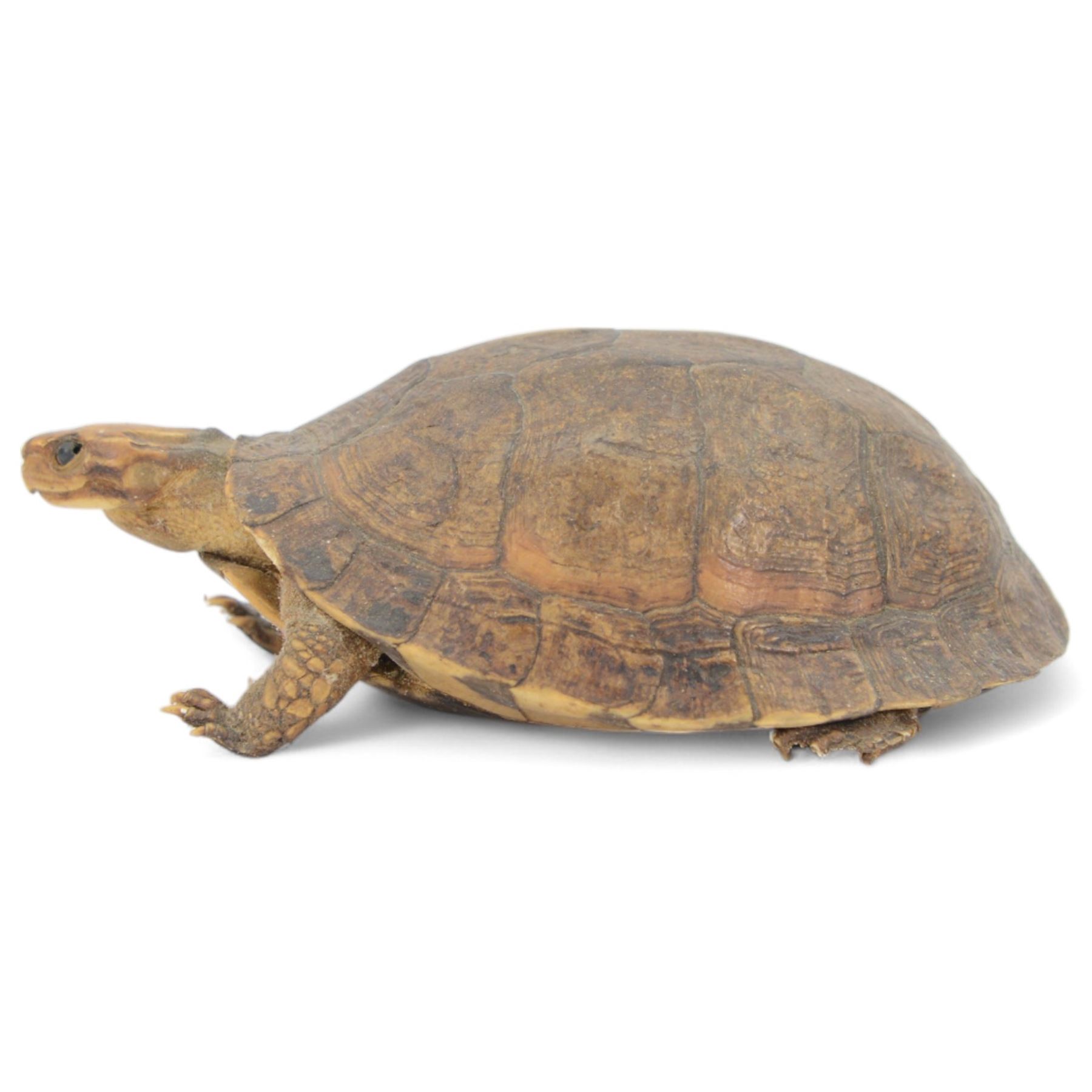 Taxidermy; Victorian novelty terrapin (Malaclemys terrapin) ashtray, together with another taxidermy terrapin, ashtray H8cm