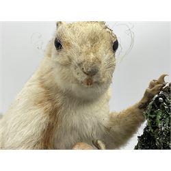 Taxidermy: Victorian cased Red Squirrel (Sciurus vulgaris), full mount holding a hazelnut, upon naturalistic ground, enclosed beneath a period oval glass dome with ebonised base, raised upon four bun feet H44cm D15cm W24cm