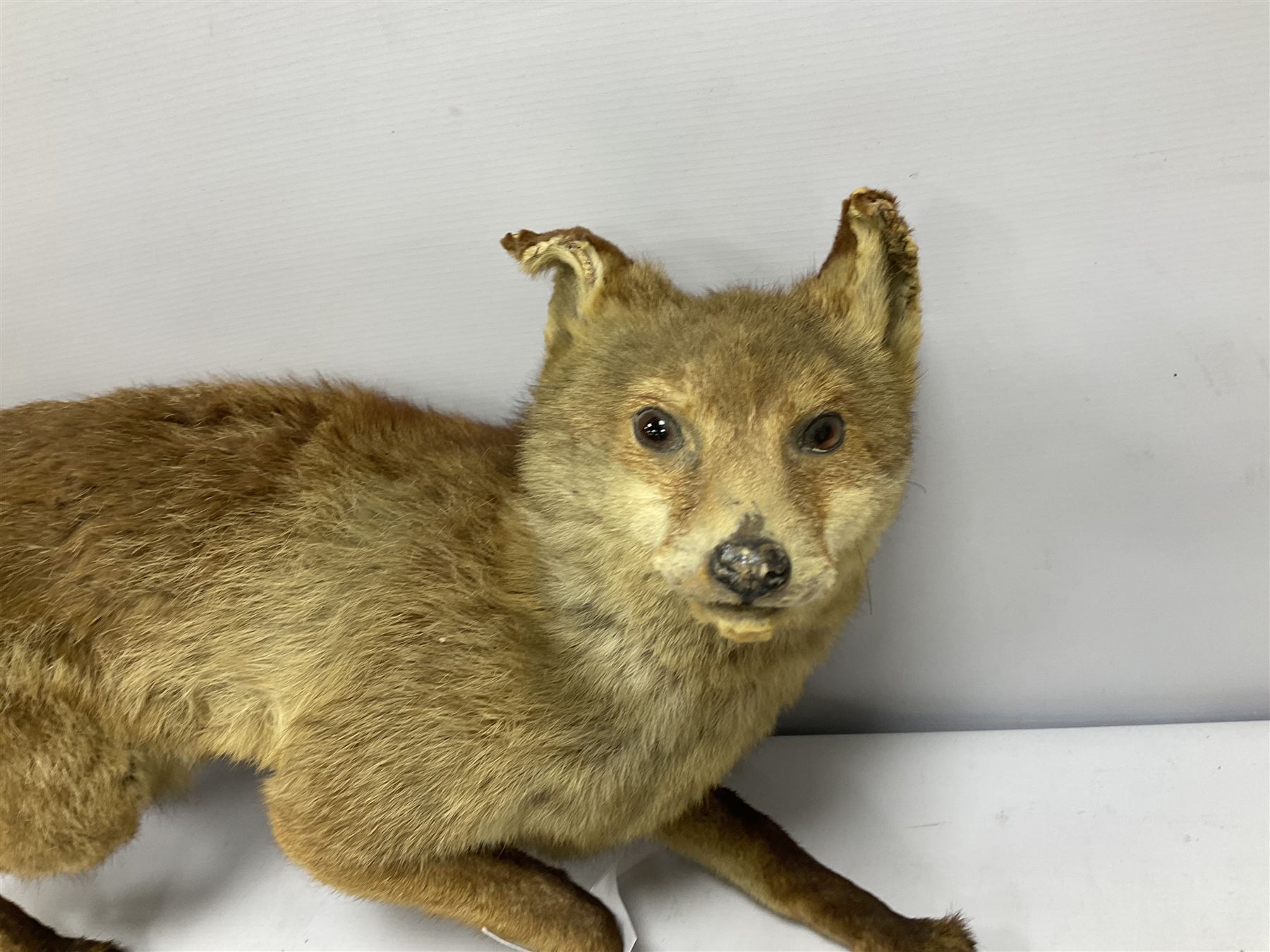 Taxidermy: Red Fox (Vulpes vulpes), full adult in a crouching position, L78cm 