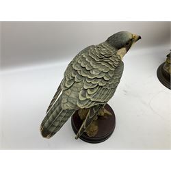 Country Artists figure of a peregrine falcon ' Lord of the Skies ' by David Ivey, limited edition, H44cm, together with two Sherratt and Simpson figures, both of peregrine falcons perched on branches. 