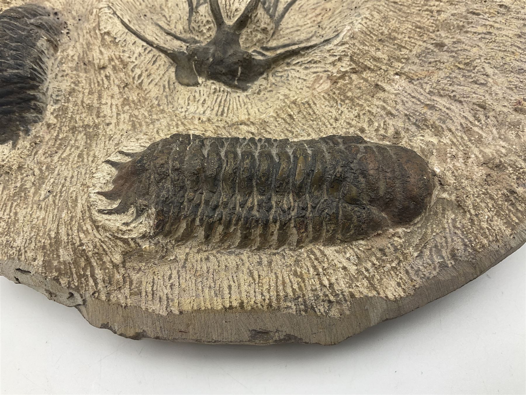 Montage group of trilobites in stone matrix, showing four Crotalocephalina gibba and one Dicranurus monstrosus to the centre, age; Devonian period, location; Morocco, D23cm 