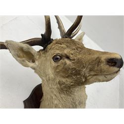 Taxidermy: European Fallow Deer (Dama dama), adult buck shoulder mount looking straight ahead, mounted upon a wooden shield, H110cm D55cm