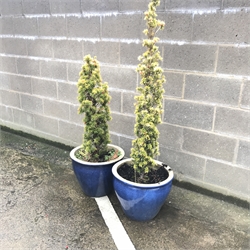 Pair large glazed blue planters with shrubs 