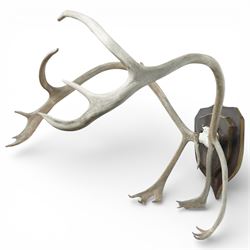 Antlers/Horns - Pair of Caribou reindeer (Rangifer tarandus) antlers, with partial skull on wooden shield, W72cm H76cm extension 85cm
