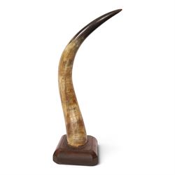 American horn with carvings to commemorate Billy Richardson the first Pony Express Rider d...