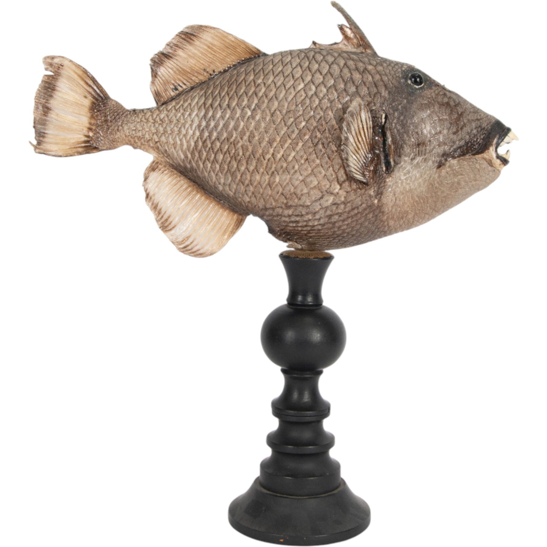 Taxidermy; Preserved Triggerfish (Balistidae), full adult mount, mounted upon an ebonised pedestal, fish L48cm, overall H50cm