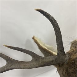 Taxidermy: Red Deer (Cervus elaphus), adult male imperial stag shoulder mount looking straight ahead, ten point antlers, mounted upon a shaped wooden shield, D65cm