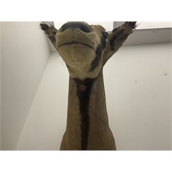 Taxidermy: Fringed-eared oryx (Oryx beisa callotis), circa 1960, by Rowland Ward Ltd,  adult male shoulder mount looking straight ahead, D62cm