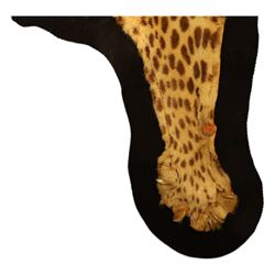 Taxidermy: Early 20th century Indian leopard (Panthera pardus fusca), adult skin rug, with limbs outstretched, mounted upon a later felt backing, L202cm