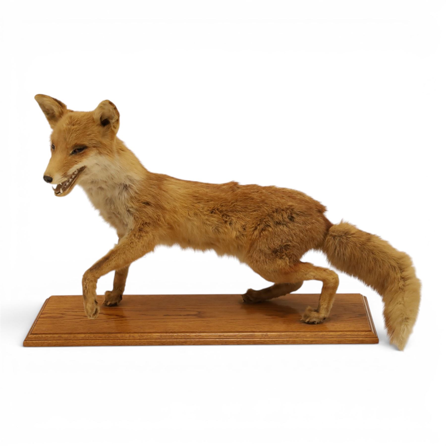 Taxidermy - Fox (Vulpes vulpes), full male adult mount on open display, with raise paw, upon wooden base, base W70cm