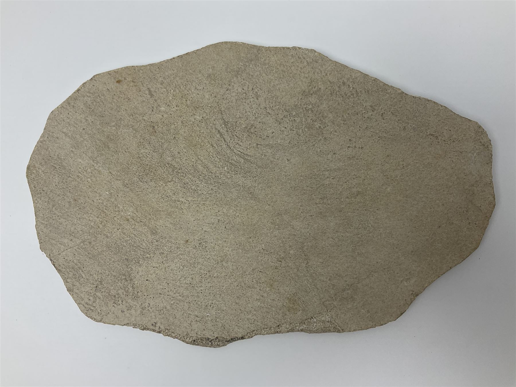 Four fossilised fish (Knightia alta) in a single matrix, age; Eocene period, location; Green River Formation, Wyoming, USA, matrix H25cm, L31cm