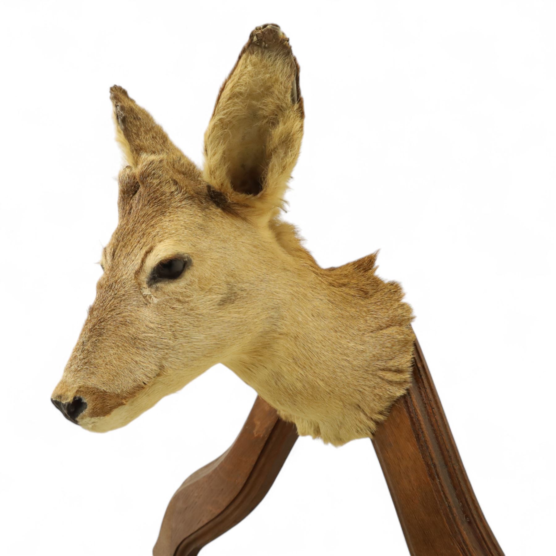 Early 20th-century taxidermy decorated wall-mounted gun rack, shaped oak frame fitted with used shotgun cases and mounted with hooves designed to hold shotguns horizontally, surmounted with a taxidermy deer head 