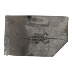 Fossilised reptile Keichosaurus hui, age; Triassic Period, Location Henana Province China, specimen L18cm   