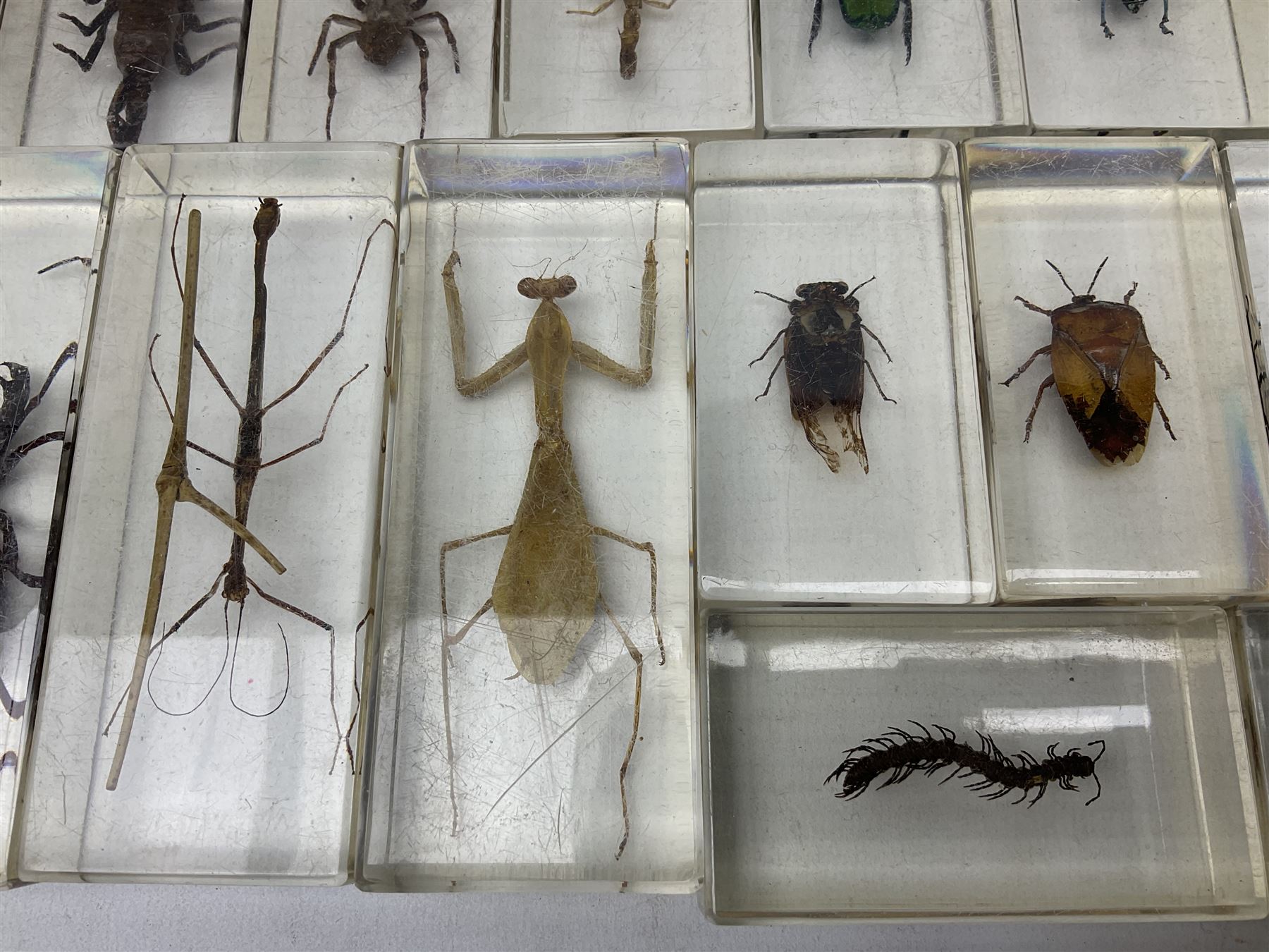 Entomology; collection of thirty nine insect specimens, each in an acrylic block, to include rhinoceros beetle, Ischiopsopha beetle, Praying mantis, scorpions etc 